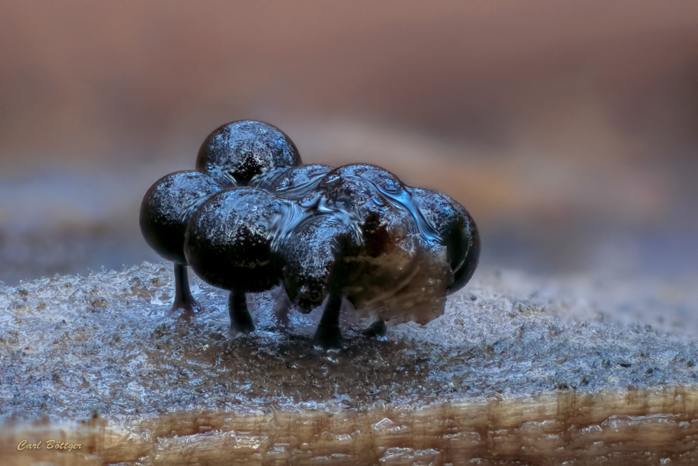 Erwachsen - Enerthenema papillatum