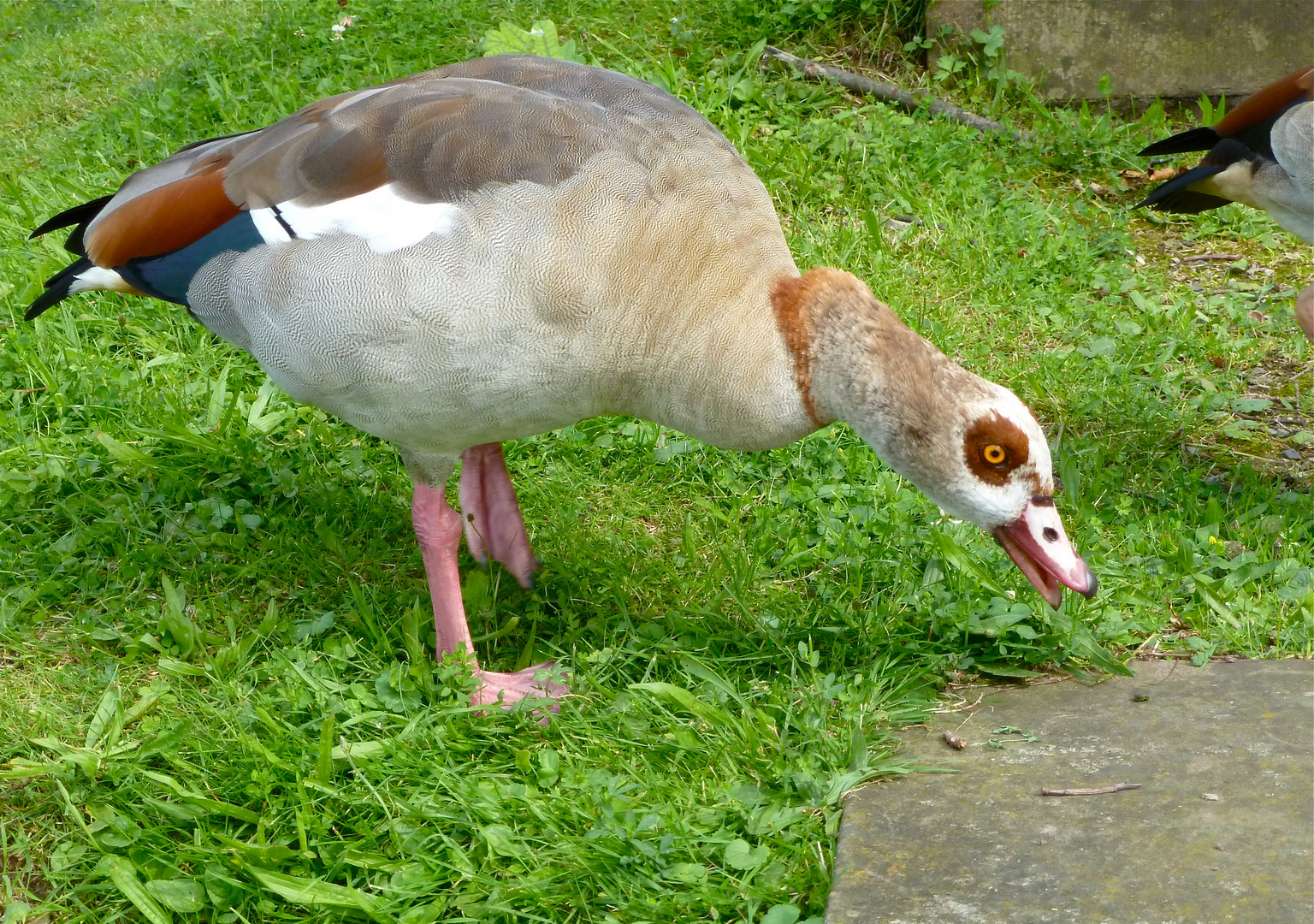 Erwachsene Nilgans