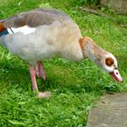 Erwachsene Nilgans