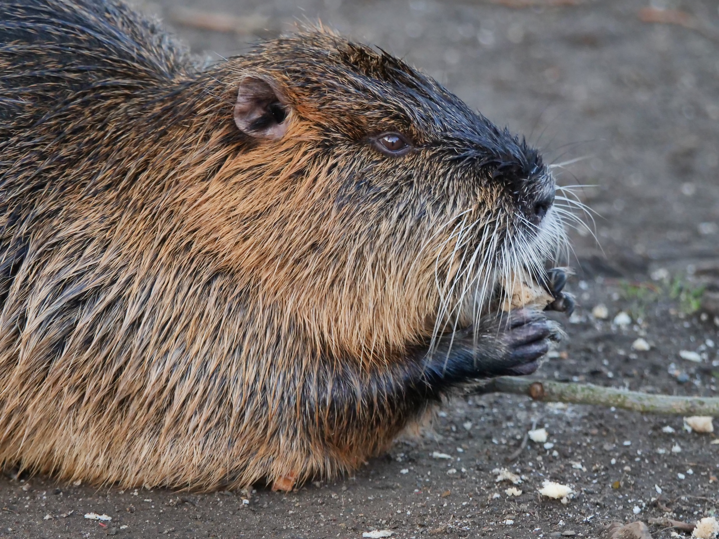 Erwachsene Nutria