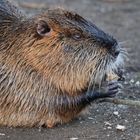 Erwachsene Nutria