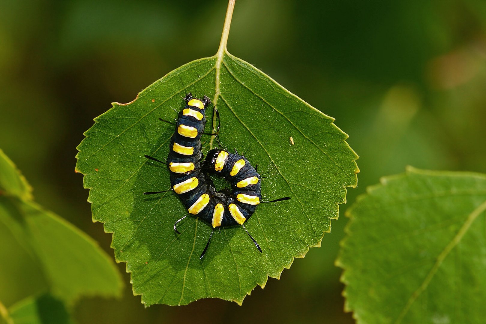 Erwachsene Raupe der Erlen-Rindeneule (Acronicta alni)