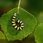 Erwachsene Raupe der Erlen-Rindeneule (Acronicta alni)