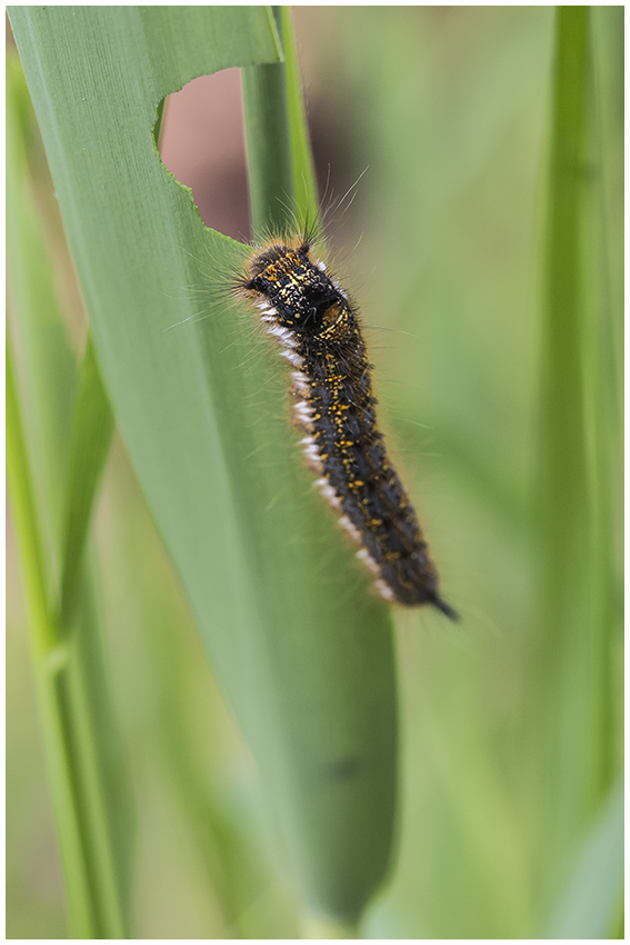 Erwachsene Raupe der Grasglucke