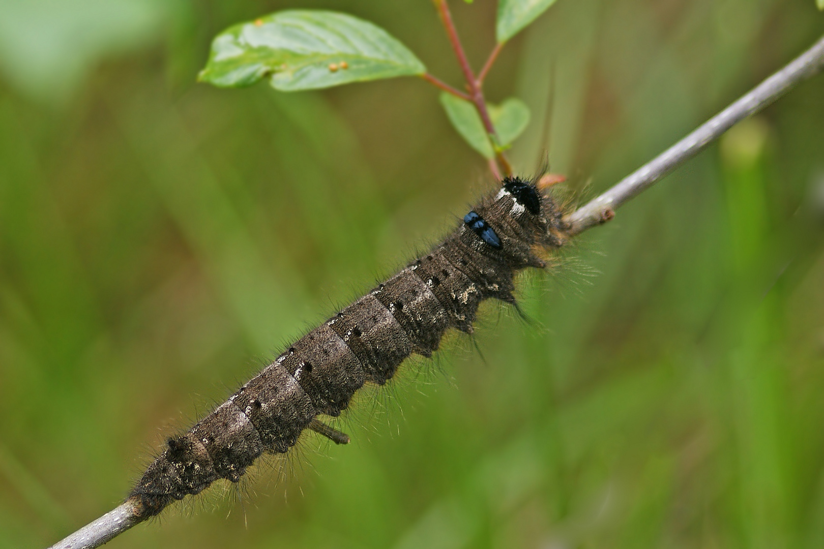 Erwachsene Raupe der Kupferglucke (Gastropacha quercifolia)