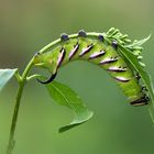 Erwachsene Raupe des Ligusterschwärmers