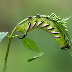 Erwachsene Raupe des Ligusterschwärmers