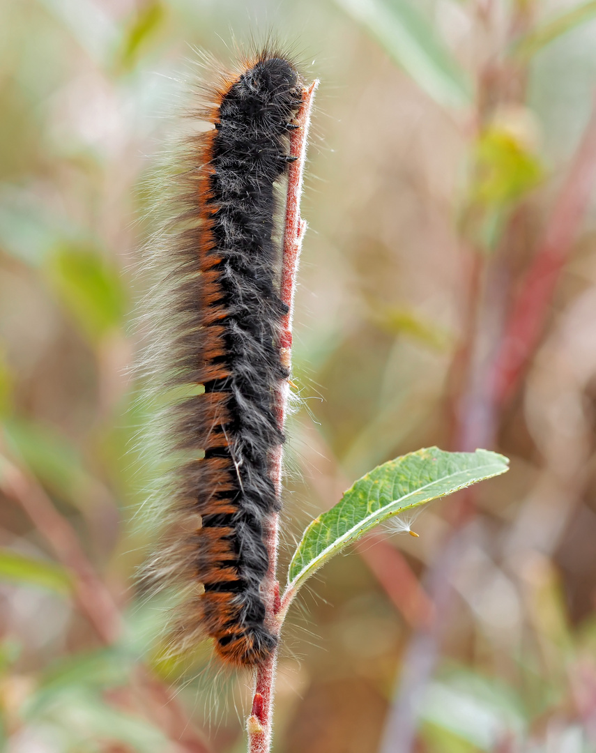 Erwachsene Raupe vom Brombeerspinner (Macrothylacia rubi) - La chenille du Bombyx de la Ronce!