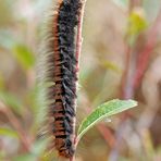 Erwachsene Raupe vom Brombeerspinner (Macrothylacia rubi) - La chenille du Bombyx de la Ronce!