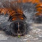 Erwachsene Raupe vom Brombeerspinner (Macrothylacia rubi) - La chenille du Bombyx de la Ronce!