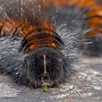 Erwachsene Raupe vom Brombeerspinner (Macrothylacia rubi) - La chenille du Bombyx de la Ronce!