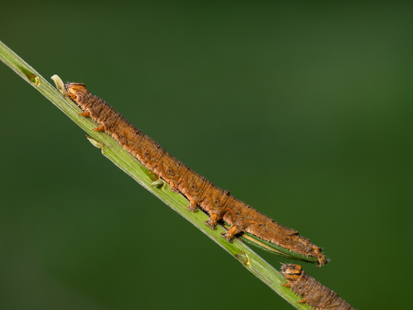 erwachsene Raupe vom Pappelkarmin,