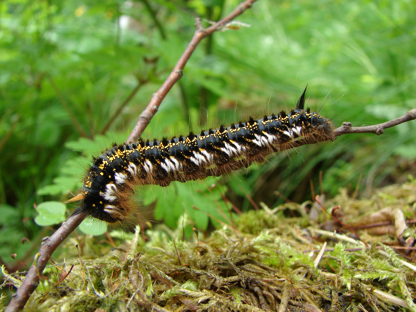 Erwachsene Raupe von der Grasglucke / Euthrix potatoria...