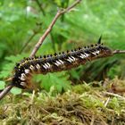 Erwachsene Raupe von der Grasglucke / Euthrix potatoria...