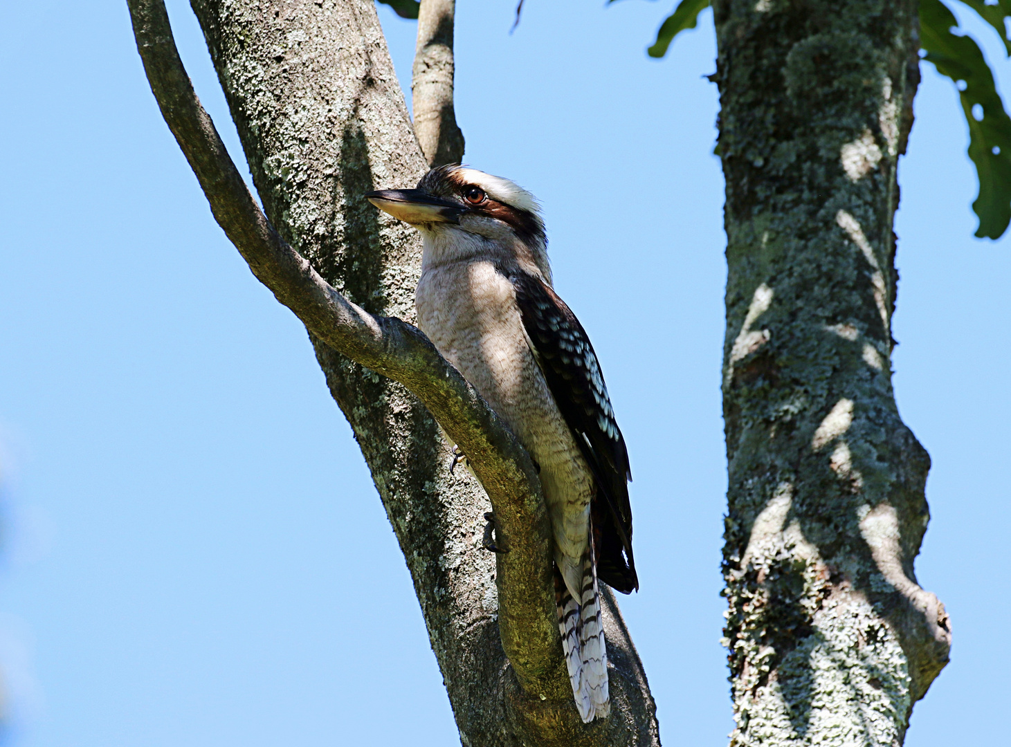 Erwachsener Kookaburra ...