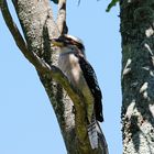 Erwachsener Kookaburra ...