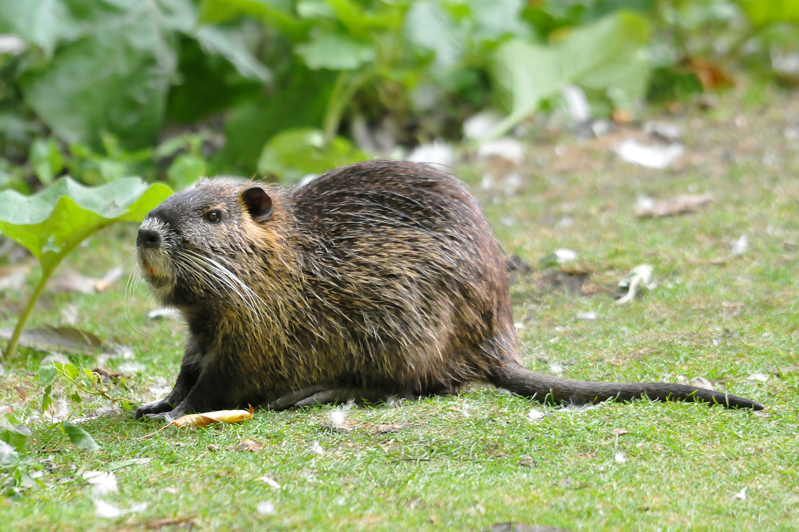 Erwachsener Nutria Wildlife