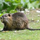 Erwachsener Nutria Wildlife