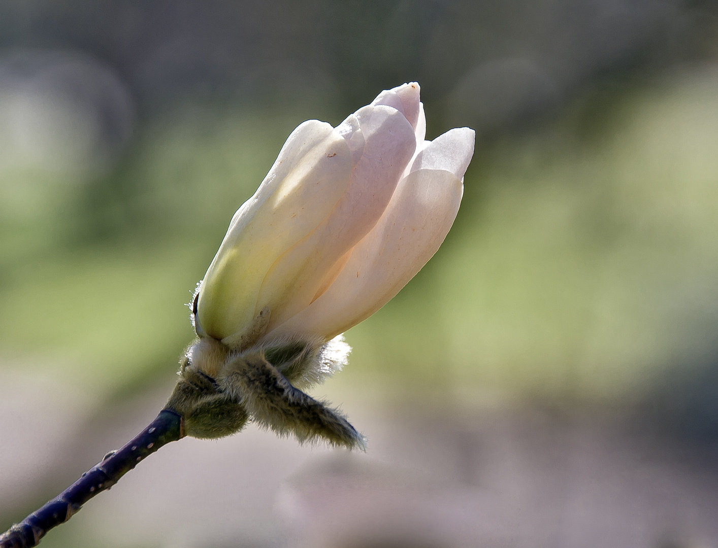 Frühling erwacht: Entdecken Sie die Magie von Frühlingsbildern!