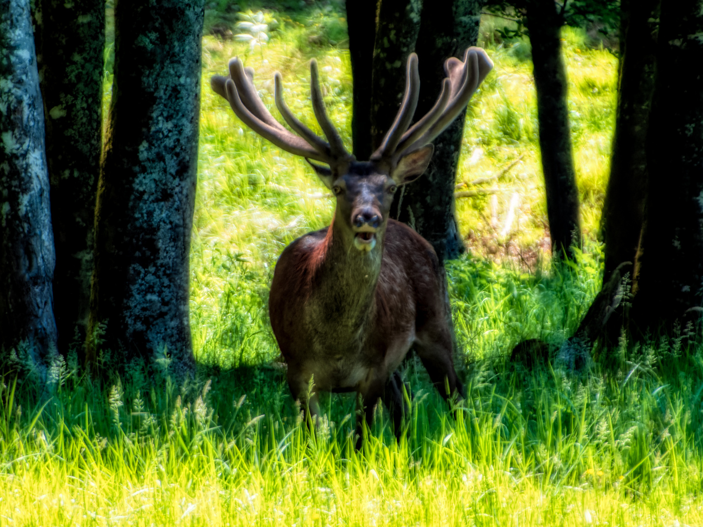 Erwachter Hirsch am Juni-Morgen