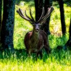 Erwachter Hirsch am Juni-Morgen