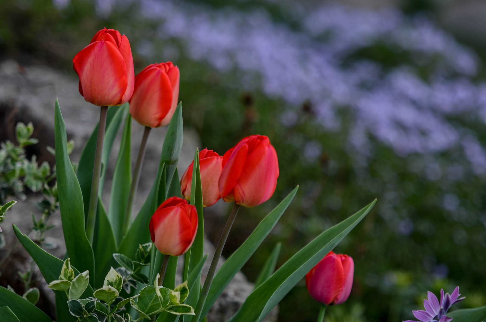 erwartungsvoll dem Frühling entgegen schauen