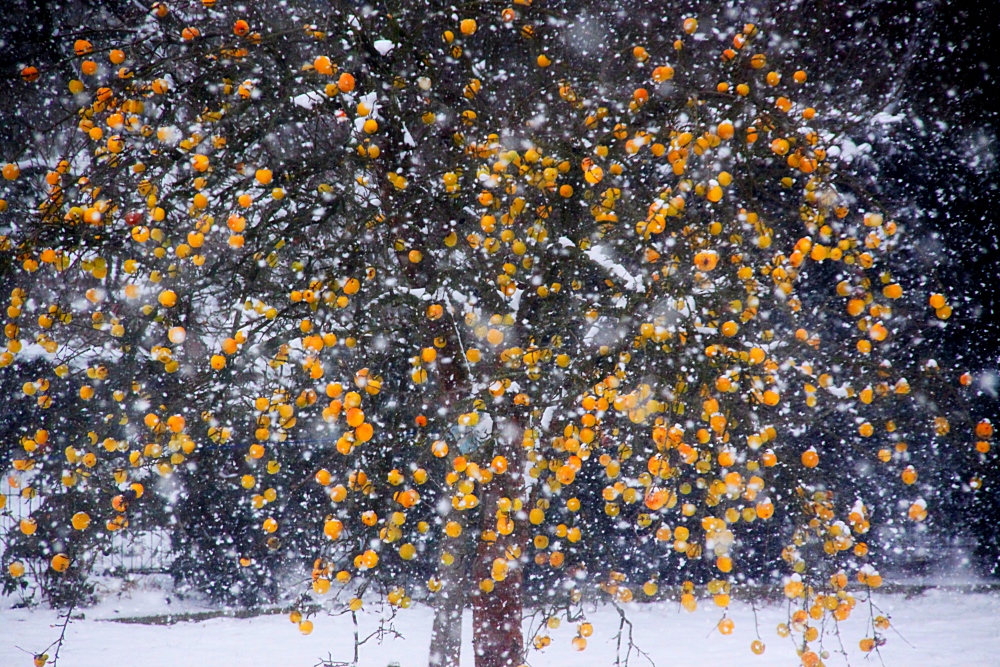 Erwins Baum bei Schneegestöber