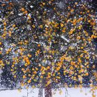 Erwins Baum bei Schneegestöber