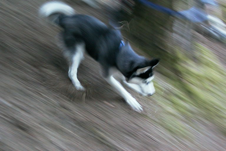 Erwisch du mal einen Husky beim Laufen ...