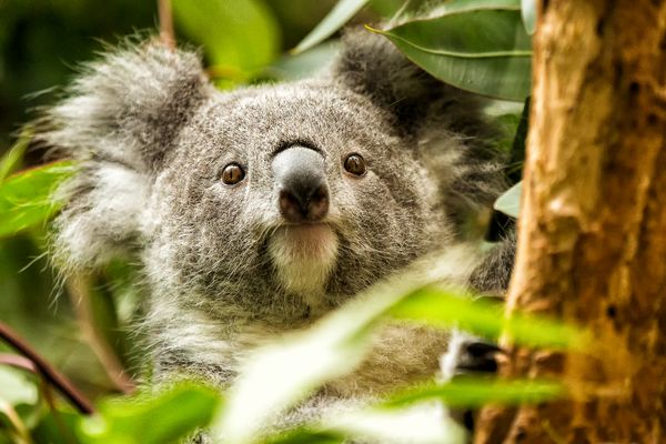 Koalabär Fotos & Bilder auf fotocommunity