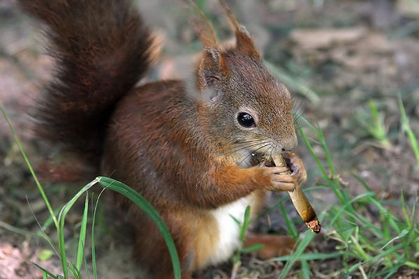 Kiffen Fotos &amp; Bilder auf