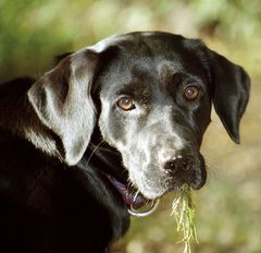 Erwischt beim Gras naschen