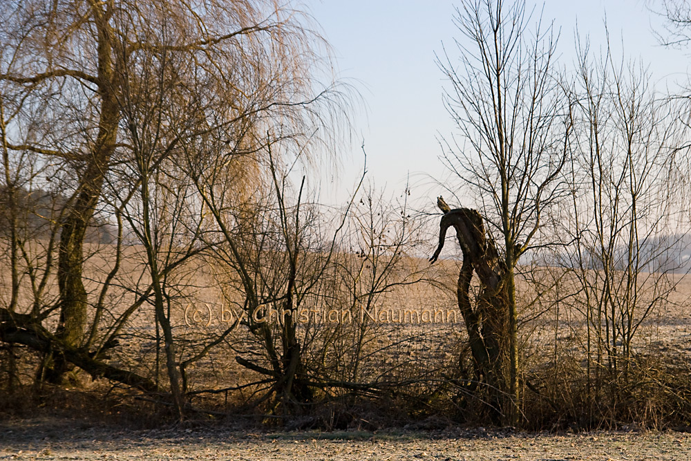 Erwischt: der Waldschrat auf der Flucht!