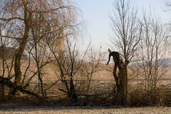 Erwischt: der Waldschrat auf der Flucht!