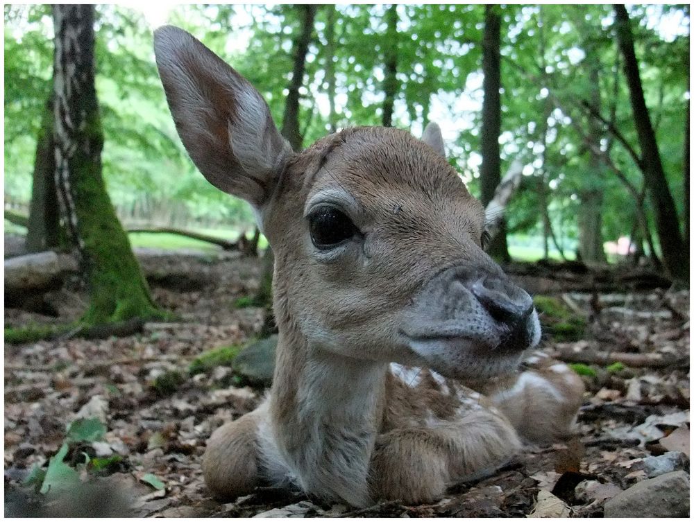 Erwischt: Ein Dammwildkitz