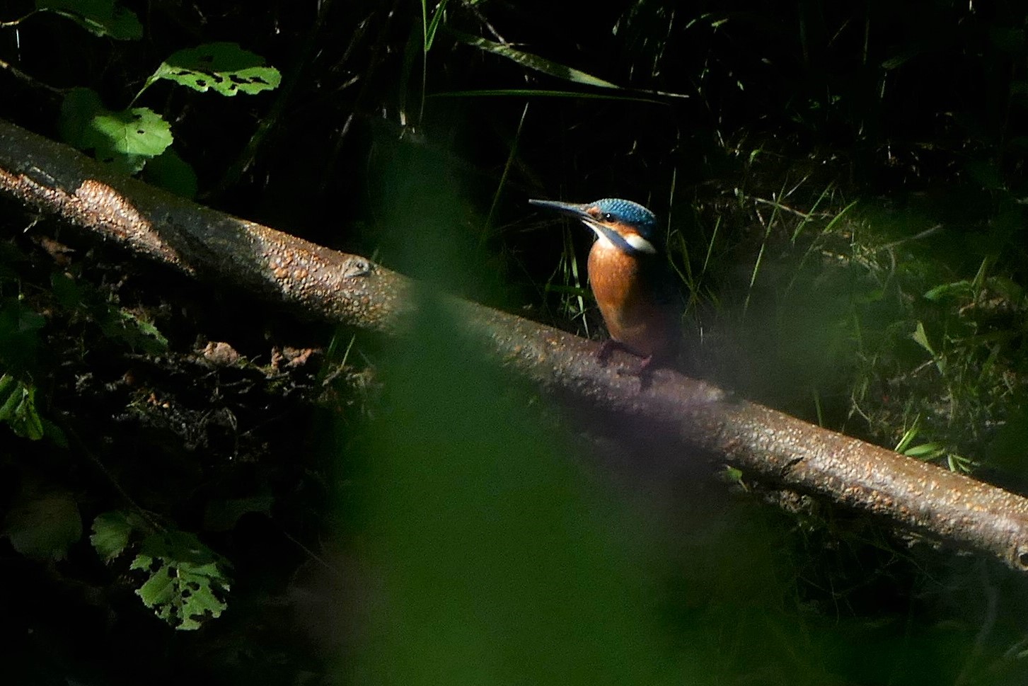 "Erwischt" - ein Eisvogel in freier Natur