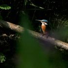 "Erwischt" - ein Eisvogel in freier Natur