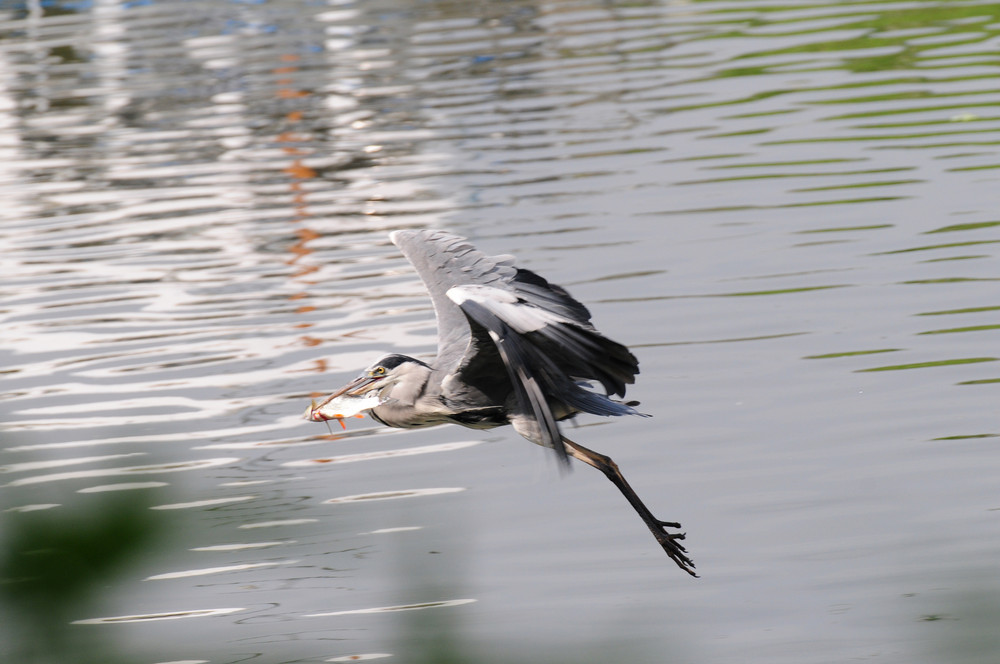 Erwischt Graureiher beim Fischfang