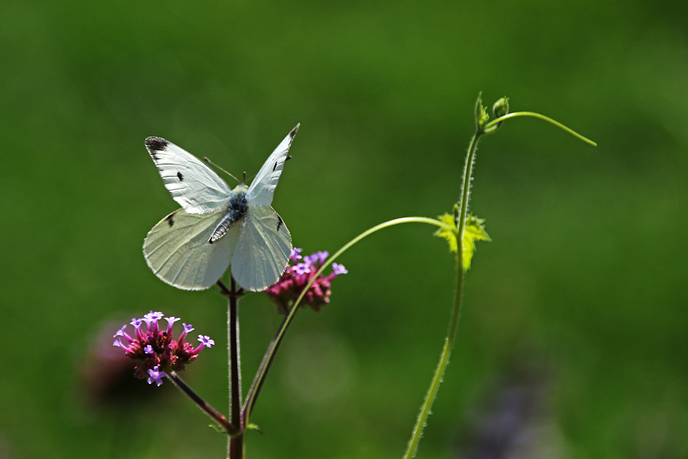 erwischt im Flug