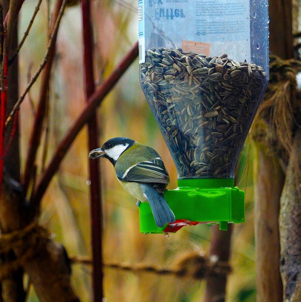 Erwischt Kohlmeise in meinem Garten