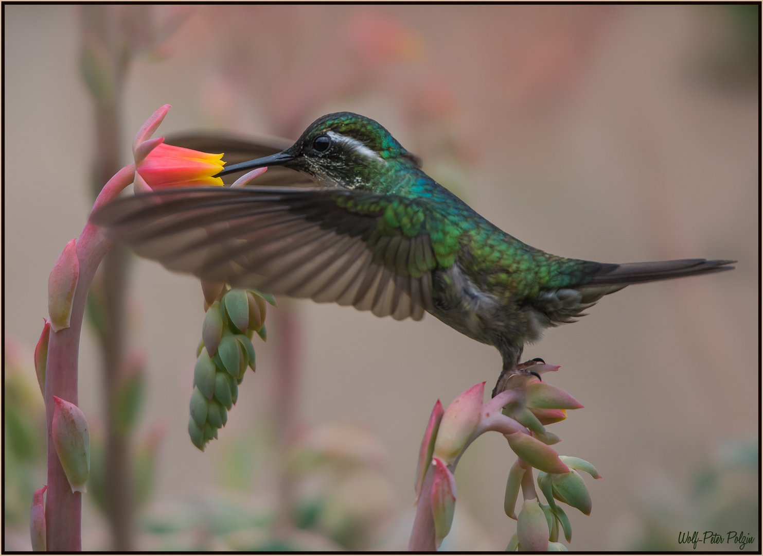 Erwischt: Kolibri schummelt (Costa Rica)