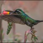 Erwischt: Kolibri schummelt (Costa Rica)