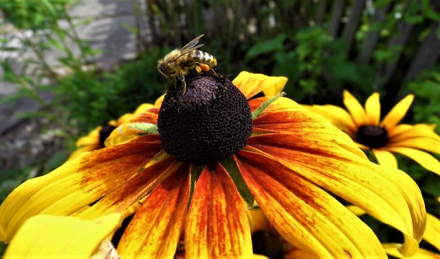 Erwischt mit Pollen