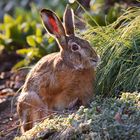 "erwischt" (Osterhase)