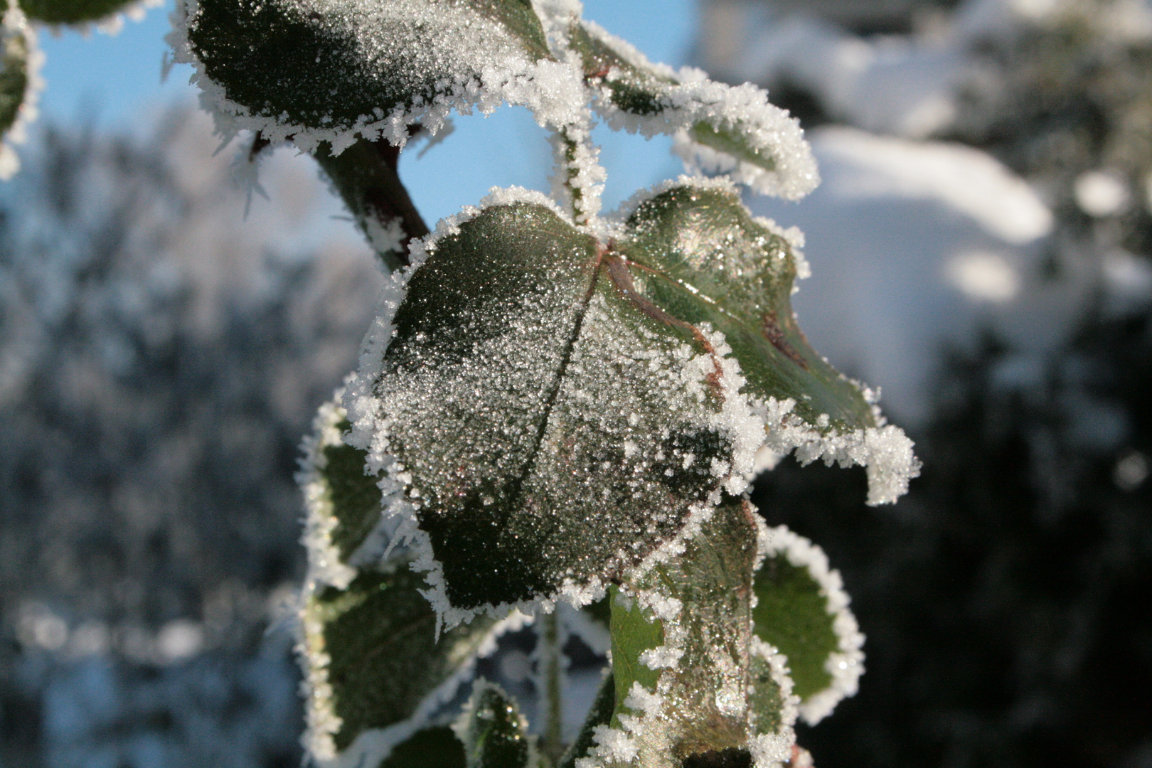 Erwischt...erster Frost