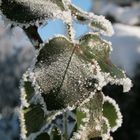 Erwischt...erster Frost