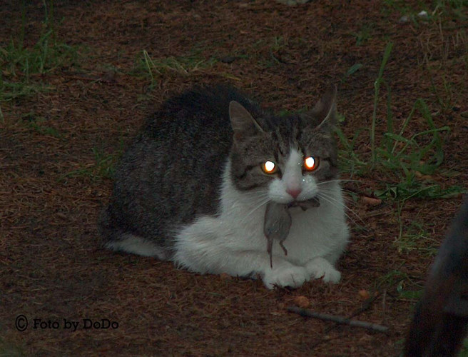 ERWISCHT...KATZ & MAUS