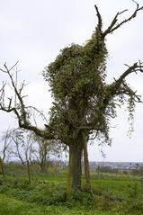 Erwürgter Birnbaum