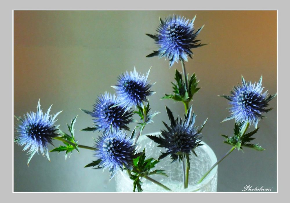 Eryngium Foto & Bild pflanzen, pilze & flechten, blüten