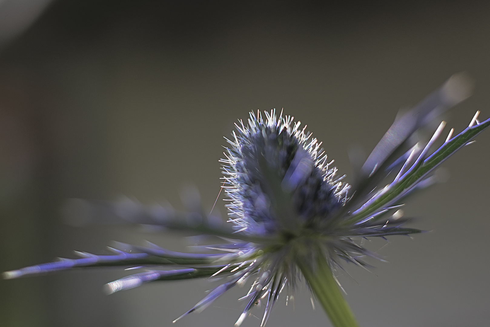 Eryngium Foto & Bild flowers, spezial, blau Bilder auf